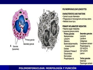 POLIMORFONUCLEAR: MORFOLOGÍA Y FUNCIÓN 