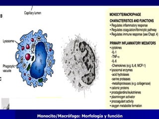 Monocito/Macrófago: Morfología y función 