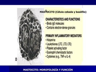 MASTOCITO (Célula cebada y basófilo) MASTOCITO: MOROFOLOGÍA Y FUNCIÓN 