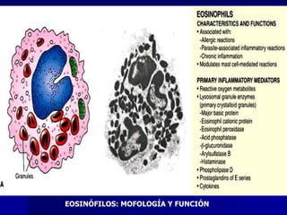EOSINÓFILOS: MOFOLOGÍA Y FUNCIÓN   