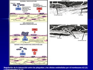 Regulación de la interacción entre las plaquetas y las células endoteliales por el tromboxano A2 (2) y prostaglandina I2 (2)  potencia 