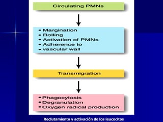Reclutamiento y activación de los leucocitos  