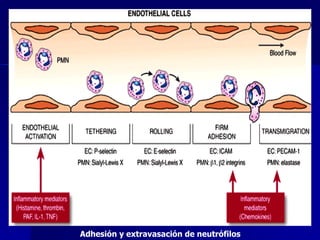Adhesión y extravasación de neutrófilos  