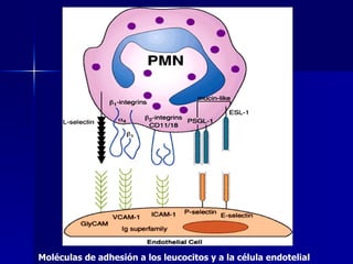 Moléculas de adhesión a los leucocitos y a la célula endotelial 