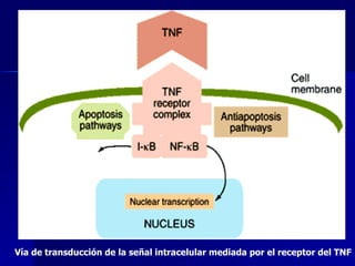 Vía de transducción de la señal intracelular mediada por el receptor del TNF 