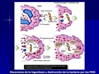 Mecanismo de la fagocitosis y destrucción de la bacteria por los PMN 