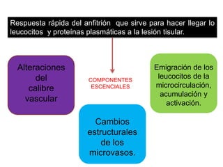 Respuesta rápida del anfitrión que sirve para hacer llegar lo 
leucocitos y proteínas plasmáticas a la lesión tisular. 
COMPONENTES 
ESCENCIALES 
Alteraciones 
del 
calibre 
vascular 
Cambios 
estructurales 
de los 
microvasos. 
Emigración de los 
leucocitos de la 
microcirculación, 
acumulación y 
activación. 
 