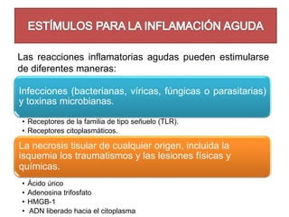 Las reacciones inflamatorias agudas pueden estimularse 
de diferentes maneras: 
Infecciones (bacterianas, víricas, fúngicas o parasitarias) 
y toxinas microbianas. 
• Receptores de la familia de tipo señuelo (TLR). 
• Receptores citoplasmáticos. 
La necrosis tisular de cualquier origen, incluida la 
isquemia los traumatismos y las lesiones físicas y 
químicas. 
• Ácido úrico 
• Adenosina trifosfato 
• HMGB-1 
• ADN liberado hacia el citoplasma 
 