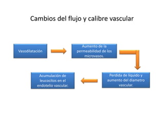 Cambios del flujo y calibre vascular 
Vasodilatación 
Aumento de la 
permeabilidad de los 
microvasos. 
Perdida de líquido y 
aumento del diametro 
vascular. 
Acumulación de 
leucocitos en el 
endotelio vascular. 
 