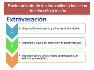 1 
• Marginación, rodamiento y adherencia al endotelio 
2 
• Migración a través del endotelio y la pared vascular 
3 
• Migración dentro de los tejidos en dirección a un 
estímulo quimiotáctico 
 