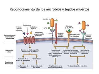 Reconocimiento de los microbios y tejidos muertos 
 