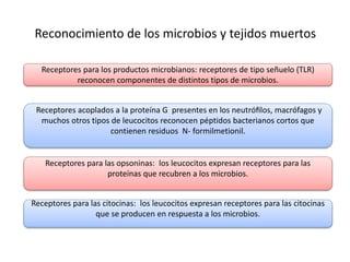 Reconocimiento de los microbios y tejidos muertos 
Receptores para los productos microbianos: receptores de tipo señuelo (TLR) 
reconocen componentes de distintos tipos de microbios. 
Receptores acoplados a la proteína G presentes en los neutrófilos, macrófagos y 
muchos otros tipos de leucocitos reconocen péptidos bacterianos cortos que 
contienen residuos N- formilmetionil. 
Receptores para las opsoninas: los leucocitos expresan receptores para las 
proteínas que recubren a los microbios. 
Receptores para las citocinas: los leucocitos expresan receptores para las citocinas 
que se producen en respuesta a los microbios. 
 