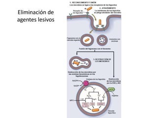 Eliminación de 
agentes lesivos 
 