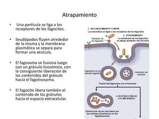 Atrapamiento 
• Una partícula se liga a los 
receptores de los fagocitos. 
• Seudópodos fluyen alrededor 
de la misma y la membrana 
plasmática se separa para 
formar una vesícula. 
• El fagosoma se fusiona luego 
con un gránulo lisosómico, con 
la consiguiente liberación de 
los contenidos del gránulo 
hacia el fagolisosoma. 
• El fagocito libera también el 
contenido de los gránulos 
hacia el espacio extracelular. 
 