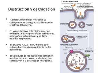 Destrucción y degradación 
• La destrucción de los microbios se 
consigue sobre todo gracias a las especies 
reactivas del oxígeno. 
• En los neutrófilos, esta rápida reacción 
oxidativa se activa por señales activadoras, 
acompaña a la fagocitosis y se llama 
estallido respiratorio. 
• El sistema H2O2 -MPO-haluro es el 
sistema bactericida más eficiente de los 
neutrófilos. 
• Los gránulos de los neutrófilos contienen 
muchas enzimas, como la elastasa, que 
contribuyen a la destrucción microbiana. 
 