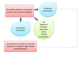 Principales defensas corporales 
frente a los invasores extraños 
Proteínas 
plasmáticas 
Leucocitos 
circulantes 
Los 
fagocitos 
tisulares 
derivados 
de las 
células 
circulantes. 
La existencia en sangre les permite 
alojarse en cualquier lugar donde 
sean necesarias 
 