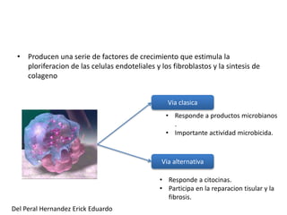 • Producen una serie de factores de crecimiento que estimula la 
ploriferacion de las celulas endoteliales y los fibroblastos y la sintesis de 
colageno 
Via clasica 
• Responde a productos microbianos 
. 
• Importante actividad microbicida. 
Via alternativa 
• Responde a citocinas. 
• Participa en la reparacion tisular y la 
fibrosis. 
Del Peral Hernandez Erick Eduardo 
 