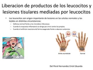 Liberacion de productos de los leucocitos y 
lesiones tisulares mediadas por leucocitos 
• Los leucocitos son origen importante de lesiones en las celulas normales y los 
tejidos en distintas circunstancias: 
– Defensa normal frente a los microbios infecciosos 
– Cuando la respuesta inflamatoria se dirige por error contra los propios 
– Cuando el anfitrion reacciona de forma exagerada frente a algunas sustancias 
Del Peral Hernandez Erick Eduardo 
 
