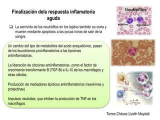 Finalización dela respuesta inflamatoria 
aguda 
 La semivida de los neutrófilos en los tejidos también es corta y 
mueren mediante apoptosis a las pocas horas de salir de la 
sangre. 
Torres Chávez Lizeth Maydali 
Un cambio del tipo de metabolitos del acido araquidónico, pasan 
de los leucotrienos proinflamatorios a las lipoxinas 
antiinflamatorias. 
La liberación de citocinas antiinflamatorias ,como el factor de 
crecimiento transformante B (TGF-B) e IL-10 de los macrófagos y 
otras células. 
Producción de mediadores lipídicos antiinflamatorios (resolvinas y 
protectinas) 
Impulsos neutrales, que inhiben la producción de TNF en los 
macrófagos 
 
