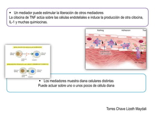  Un mediador puede estimular la liberación de otros mediadores 
La citocina de TNF actúa sobre las células endoteliales e induce la producción de otra citocina, 
IL-1 y muchas quimiocinas. 
 Los mediadores muestra diana celulares distintas 
Puede actuar sobre uno o unos pocos de célula diana 
Torres Chave Lizeth Maydali 
 