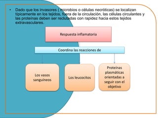 • Dado que los invasores ( microbios o células necróticas) se localizan 
típicamente en los tejidos, fuera de la circulación, las células circulantes y 
las proteínas deben ser reclutadas con rapidez hacia estos tejidos 
extravasculares. 
Respuesta inflamatoria 
Coordina las reacciones de 
Los vasos 
sanguíneos 
Los leucocitos 
Proteínas 
plasmáticas 
orientadas a 
seguir con el 
objetivo 
 