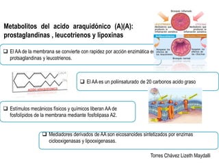 Metabolitos del acido araquidónico (A)(A): 
prostaglandinas , leucotrienos y lipoxinas 
 El AA de la membrana se convierte con rapidez por acción enzimática en 
Torres Chávez Lizeth Maydalli 
protsaglandinas y leucotrienos. 
 El AA es un poliinsaturado de 20 carbonos acido graso 
 Estímulos mecánicos físicos y químicos liberan AA de 
fosfolípidos de la membrana mediante fosfolipasa A2. 
 Mediadores derivados de AA son eicosanoides sintetizados por enzimas 
ciclooxigenasas y lipooxigenasas. 
 