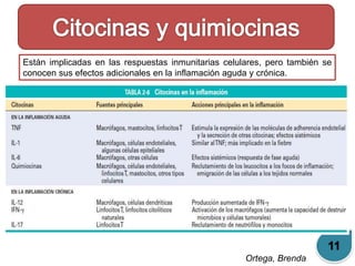 Están implicadas en las respuestas inmunitarias celulares, pero también se 
conocen sus efectos adicionales en la inflamación aguda y crónica. 
Ortega, Brenda 
11 
 