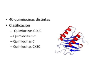• 40 quimiocinas distintas 
• Clasificacion 
– Quimiocinas C-X-C 
– Quimiocias C-C 
– Quimiocinas C 
– Quimiocinas CX3C 
 
