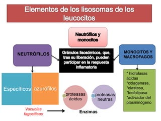 NEUTRÓFILOS MONOCITOS Y 
Específicos azurófilos 
proteasas 
ácidas 
proteasas 
neutras 
Vacuolas 
fagociticas Enzimas 
MACROFAGOS 
* hidrolasas 
ácidas 
*colagenasa, 
*elastasa, 
*fosfolipasa 
*activador del 
plasminógeno 
 