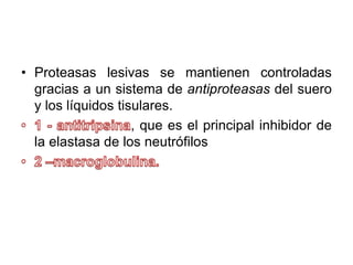 • Proteasas lesivas se mantienen controladas 
gracias a un sistema de antiproteasas del suero 
y los líquidos tisulares. 
, que es el principal inhibidor de 
la elastasa de los neutrófilos 
 