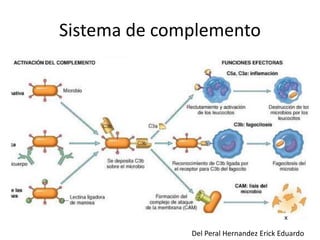 Sistema de complemento 
Del Peral Hernandez Erick Eduardo 
 