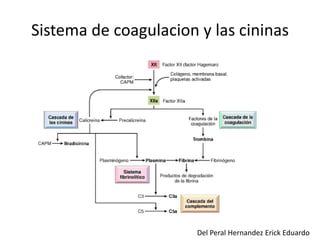 Sistema de coagulacion y las cininas 
Del Peral Hernandez Erick Eduardo 
 