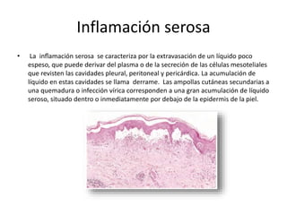 Inflamación serosa 
• La inflamación serosa se caracteriza por la extravasación de un líquido poco 
espeso, que puede derivar del plasma o de la secreción de las células mesoteliales 
que revisten las cavidades pleural, peritoneal y pericárdica. La acumulación de 
líquido en estas cavidades se llama derrame. Las ampollas cutáneas secundarias a 
una quemadura o infección vírica corresponden a una gran acumulación de líquido 
seroso, situado dentro o inmediatamente por debajo de la epidermis de la piel. 
 