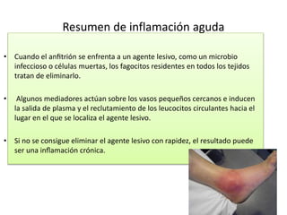 Resumen de inflamación aguda 
• Cuando el anfitrión se enfrenta a un agente lesivo, como un microbio 
infeccioso o células muertas, los fagocitos residentes en todos los tejidos 
tratan de eliminarlo. 
• Algunos mediadores actúan sobre los vasos pequeños cercanos e inducen 
la salida de plasma y el reclutamiento de los leucocitos circulantes hacia el 
lugar en el que se localiza el agente lesivo. 
• Si no se consigue eliminar el agente lesivo con rapidez, el resultado puede 
ser una inflamación crónica. 
 