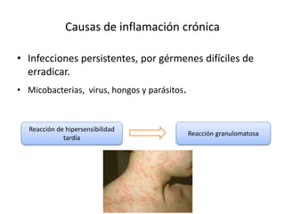 Causas de inflamación crónica 
• Infecciones persistentes, por gérmenes difíciles de 
erradicar. 
• Micobacterias, virus, hongos y parásitos. 
Reacción de hipersensibilidad 
tardía 
Reacción granulomatosa 
 