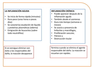LA INFLAMACIÓN AGUDA 
• Se inicia de forma rápida (minutos) 
• Dura poco (unas horas o pocos 
días) 
• Se caracteriza exudación de líquido 
y proteínas plasmáticas (edema) 
• Emigración de leucocitos (sobre 
todo neutrófilos) 
Si se consigue eliminar con 
éxito a los responsables del 
daño, la reacción desaparece 
INFLAMACIÓN CRÓNICA 
• Puede aparecer después de la 
inflamación aguda 
• También desde el comienzo 
• Dura más tiempo (semanas o 
meses) 
• Se asocia a presencia de 
linfocitos y macrófagos, 
• Proliferación vascular, 
• Fibrosis y 
• Destrucción tisular 
Termina cuando se elimina el agente 
responsable del daño. La reacción se 
resuelve con rapidez. 
 