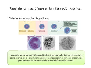 Papel de los macrófagos en la inflamación crónica. 
• Sistema mononuclear fagocítico. 
Los productos de los macrófagos activados sirven para eliminar agentes lesivos, 
como microbios, o para iniciar el proceso de reparación, y son responsables de 
gran parte de las lesiones tisulares en la inflamación crónica . 
 