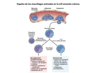 Papeles de los macrófagos activados en la infl amación crónica. 
 
