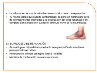 • La inflamación se asocia estrechamente con el proceso de reparación 
• Al mismo tiempo que sucede la inflamación, se pone en marcha una serie 
de acontecimientos orientados a la cicatrización del tejido lesionado y se 
completa dicha reparación cuando el estímulo lesivo se ha neutralizado. 
EN EL PROCESO DE REPARACIÓN : 
• Se sustituye el tejido dañado mediante la regeneración de las células 
parenquimatosas nativas 
• Rellenando el defecto con tejido fibroso (cicatriz) 
• Mediante la combinación de ambos procesos 
 