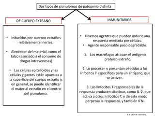 Dos tipos de granulomas de patogenia distinta 
DE CUERPO EXTRAÑO 
• Inducidos por cuerpos extraños 
relativamente inertes. 
• Alrededor del material, como el 
talco (asociado a el consumo de 
drogas intravenosas) 
• Las células epitelioides y las 
células gigantes están apuestas a 
la superficie del cuerpo extraño y, 
en general, se puede identificar 
el material extraño en el centro 
del granuloma. 
• Diversos agentes que pueden inducir una 
respuesta mediada por células. 
• Agente responsable poco degradable. 
1. Los macrófagos atrapan el antígeno 
proteico extraño, 
2. Lo procesan y presentan péptidos a los 
linfocitos T específicos para un antígeno, que 
se activan. 
3. Los linfocitos T responsables de la 
respuesta producen citocinas, como IL-2, que 
activa a otros linfocitos T, y de este modo 
perpetúa la respuesta, y también IFN-INMUNITARIOS 
 