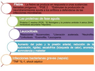 . La fiebre se produce en respuesta a unas sustancias 
llamadas pirógenos. *PGE 2 *Estimulan la producción de 
neurotransmisores ayuda a los anfibios a defenderse de las 
infecciones microbianas 
*Proteína C reactiva (PCR) *El fibrinógeno y la proteína amiloide A sérica (SAA). 
*Amiloidosis secundaria *Hepcidina. 
*Reacciones leucemoides. *Liberación acelerada. *Neutrofilia. 
*Linfocitosis. *Eosinofilia. *Leucopenia. 
*TNF *IL-1, shock séptico 
 