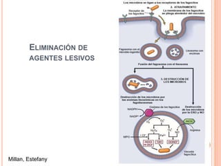 ELIMINACIÓN DE 
AGENTES LESIVOS 
Millan, Estefany 
 