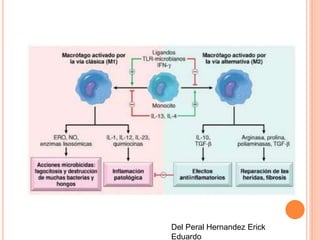 Del Peral Hernandez Erick 
Eduardo 
 