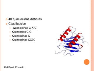  40 quimiocinas distintas 
 Clasificacion 
Quimiocinas C-X-C 
Quimiocias C-C 
Quimiocinas C 
Quimiocinas CX3C 
Del Peral, Eduardo 
 