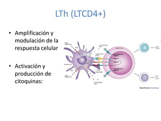 LTh (LTCD4+)
• Amplificación y
  modulación de la
  respuesta celular

• Activación y
  producción de
  citoquinas:
 