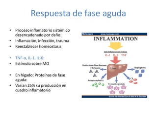 Respuesta de fase aguda
• Proceso inflamatorio sistémico
  desencadenado por daño:
• Inflamación, infección, trauma
• Reestablecer homeostasis

• TNF-α, IL-1, IL-6:
• Estímulo sobre MO

• En hígado: Proteínas de fase
  aguda:
• Varían 25% su producción en
  cuadro inflamatorio
 