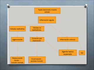 Tejido lesionado muerte
celular
Inflamación aguda
Células replicativa
Células no
replicativas.
regeneración
Curación por
reparación
Restauración
tisular –
función normal.
Cicatrización –
perdida función
Inflamación crónica-
Agente lesivo
superado
NO
 