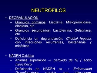 NEUTRÓFILOS 
• DEGRANULACIÓN 
– Gránulos primarios: Lisozima, Mielopéroxidasa, 
elastasa, etc 
– Gránulos secundarios: Lactoferrina, Gelatinasa, 
etc 
– Deficiencia en degranulación: Chediak-Higashi, 
con infecciones recurrentes, bacterianas y 
micóticas 
• NADPH Oxidasa 
– Aniones superóxido ® peróxido de H2 
y ácido 
hipoclórico. 
– Deficiencia de NADPH ox ® Enfermedad 
Granulomatosa crónica, con infecciones 
 