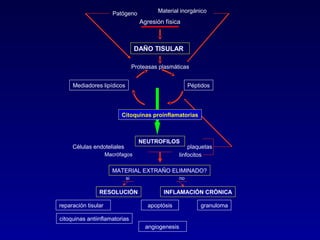 Patógeno Material inorgánico 
Agresión física 
DAÑO TISULAR 
Proteasas plasmáticas 
Mediadores lipídicos Péptidos 
Citoquinas proinflamatorias 
NEUTROFILOS 
plaquetas 
Células endoteliales 
Macrófagos linfocitos 
MATERIAL EXTRAÑO ELIMINADO? 
si no 
RESOLUCIÓN INFLAMACIÓN CRÓNICA 
reparación tisular apoptósis granuloma 
citoquinas antiinflamatorias 
angiogenesis 
