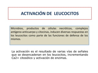 Microbios, productos de células necróticas, complejos
antígeno-anticuerpo y citocinas, inducen diversas respuestas en
los leucocitos como parte de las funciones de defensa de los
mismos.
La activación es el resultado de varias vías de señales
que se desencadenan en los leucocitos, incrementando
Ca2+ citosólico y activación de enzimas.
ACTIVACIÓN DE LEUCOCITOS
 